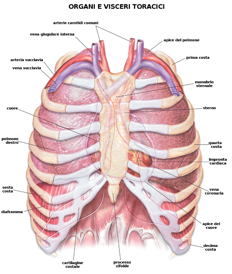Анатомия органов грудной клетки. Анатомическое строение грудной клетки. Анатомический атлас грудной клетки. Легкие в грудной клетке анатомия.